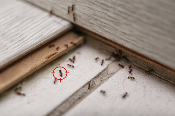 Spider Control Near Me in Carver, MN